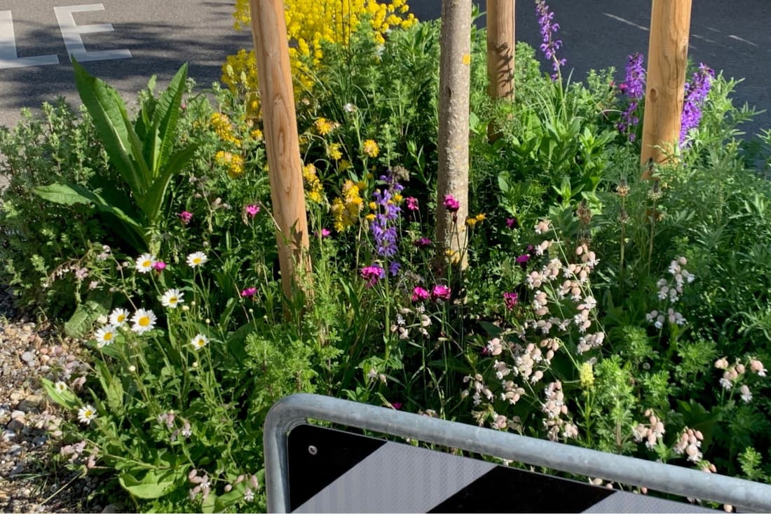 Entlang von Strassen und rund um Bäume bieten Rabatten Lebensraum für verschiedenste Pflanzen und Wildbienen.