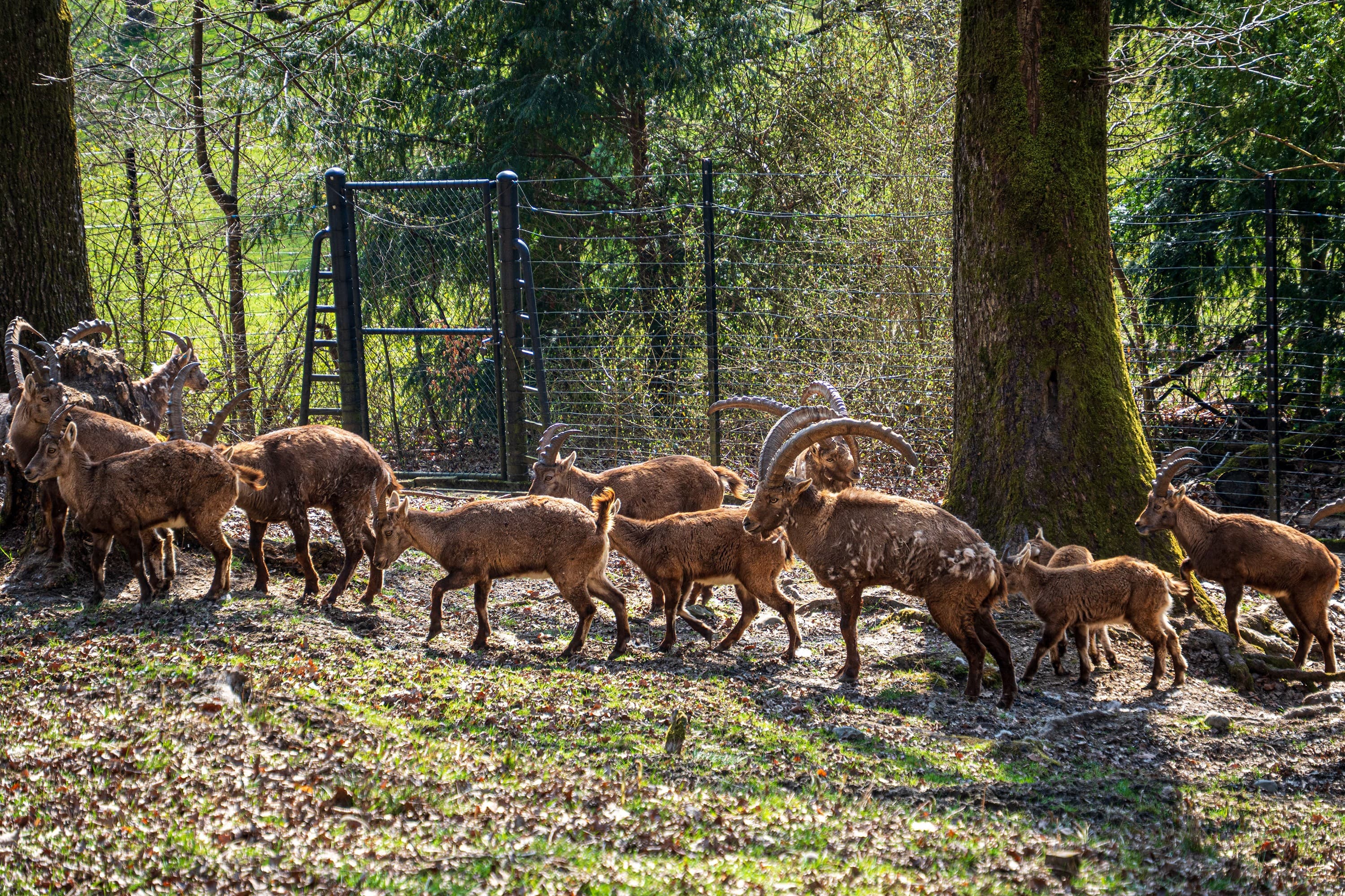 Die Steinböcke im Wildnispark können ihr renoviertes Gehege bald beziehen.