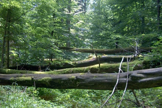 Das Ausflugsgebiet Sihlwald ist per Bus wieder direkt ab Horgen erreichbar.