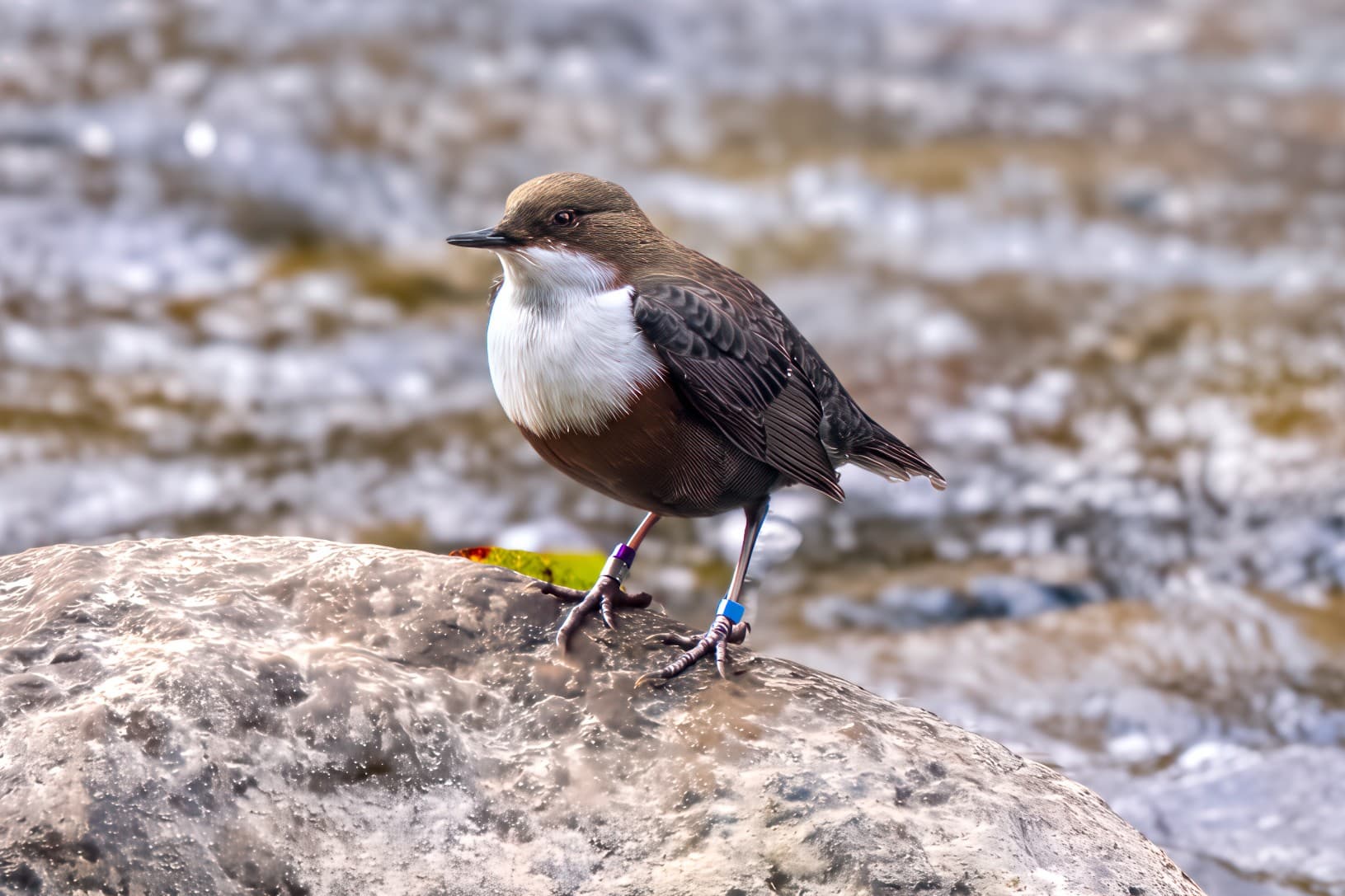 Auch an der Sihl sind Wasseramseln gesichtet worden.