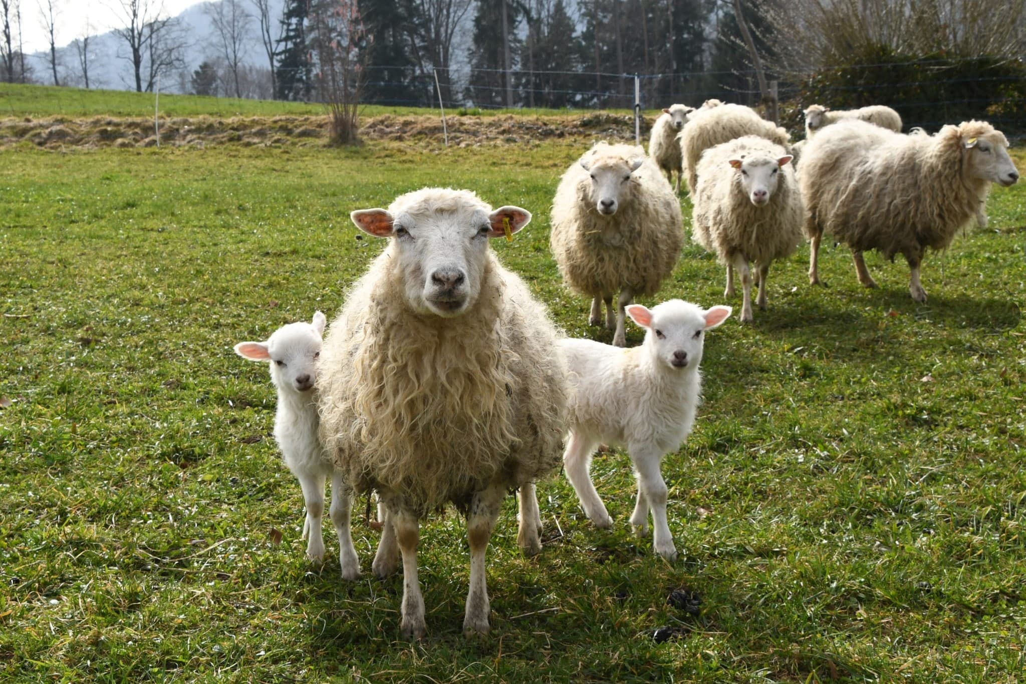 27 Schafe und Lämmer mähen in Thalwil das Gras an schwer zugänglichen Stellen und fördern so die Biodiversität.