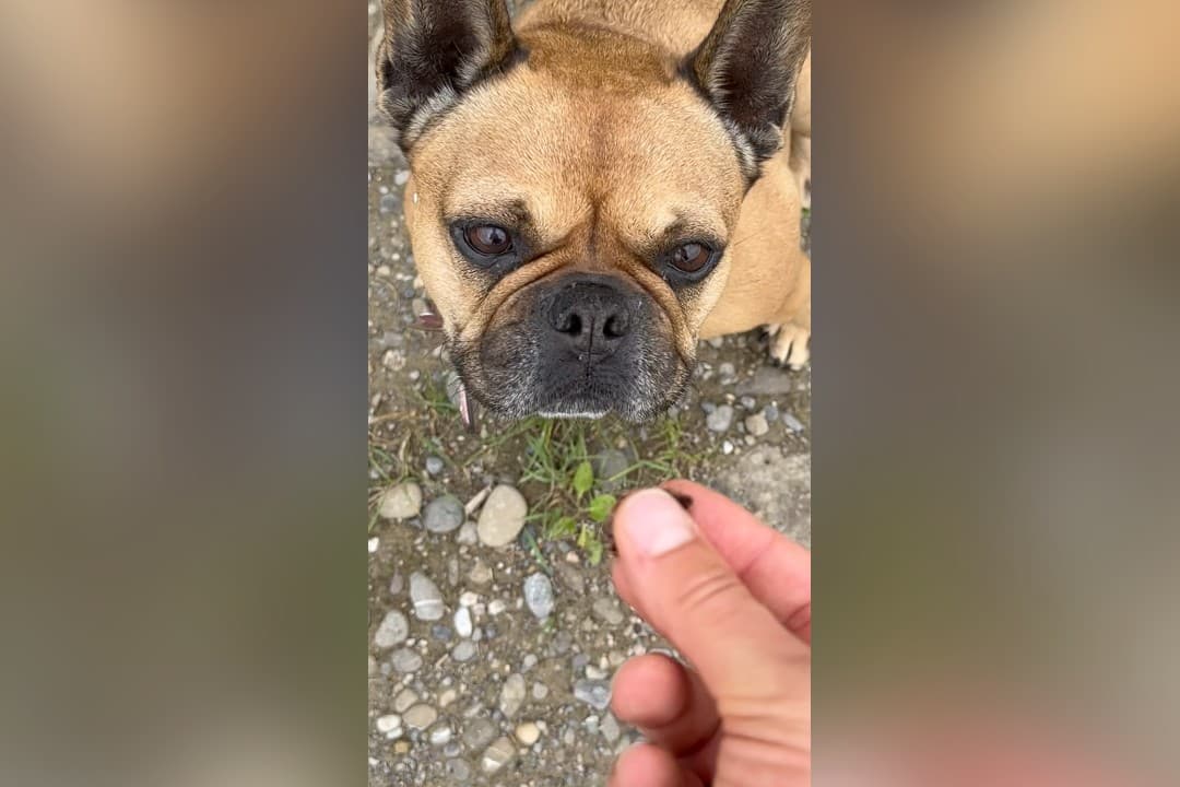 Leilani läuft frei, aber nicht führungslos.