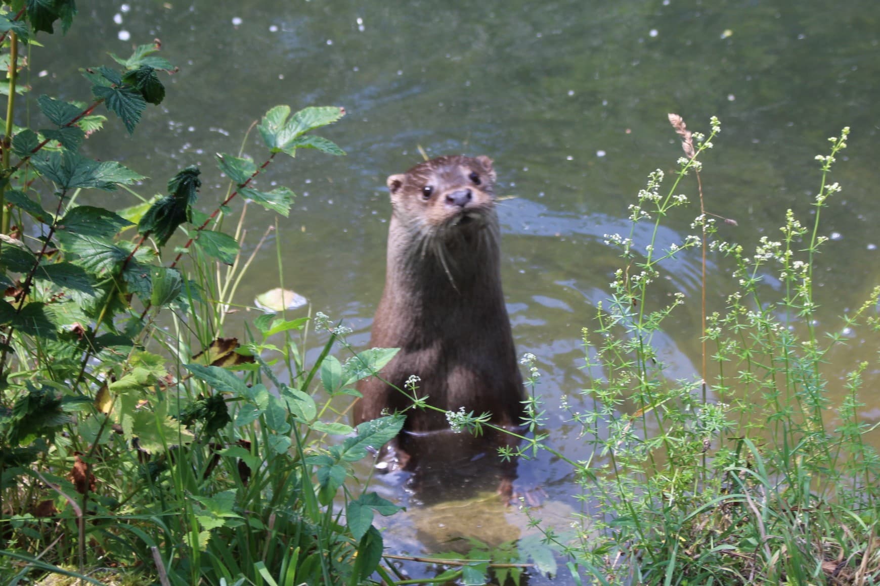 Beim Besucherzentrum Sihlwald ist dieser Fischotter zu sehen.