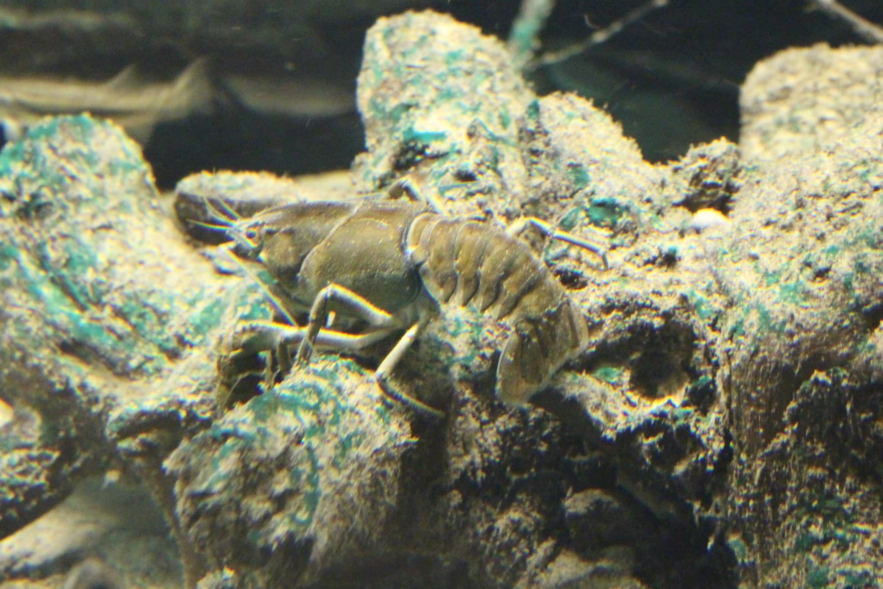 Willkommene Delikatesse für den Fischotter: der Edelkrebs.