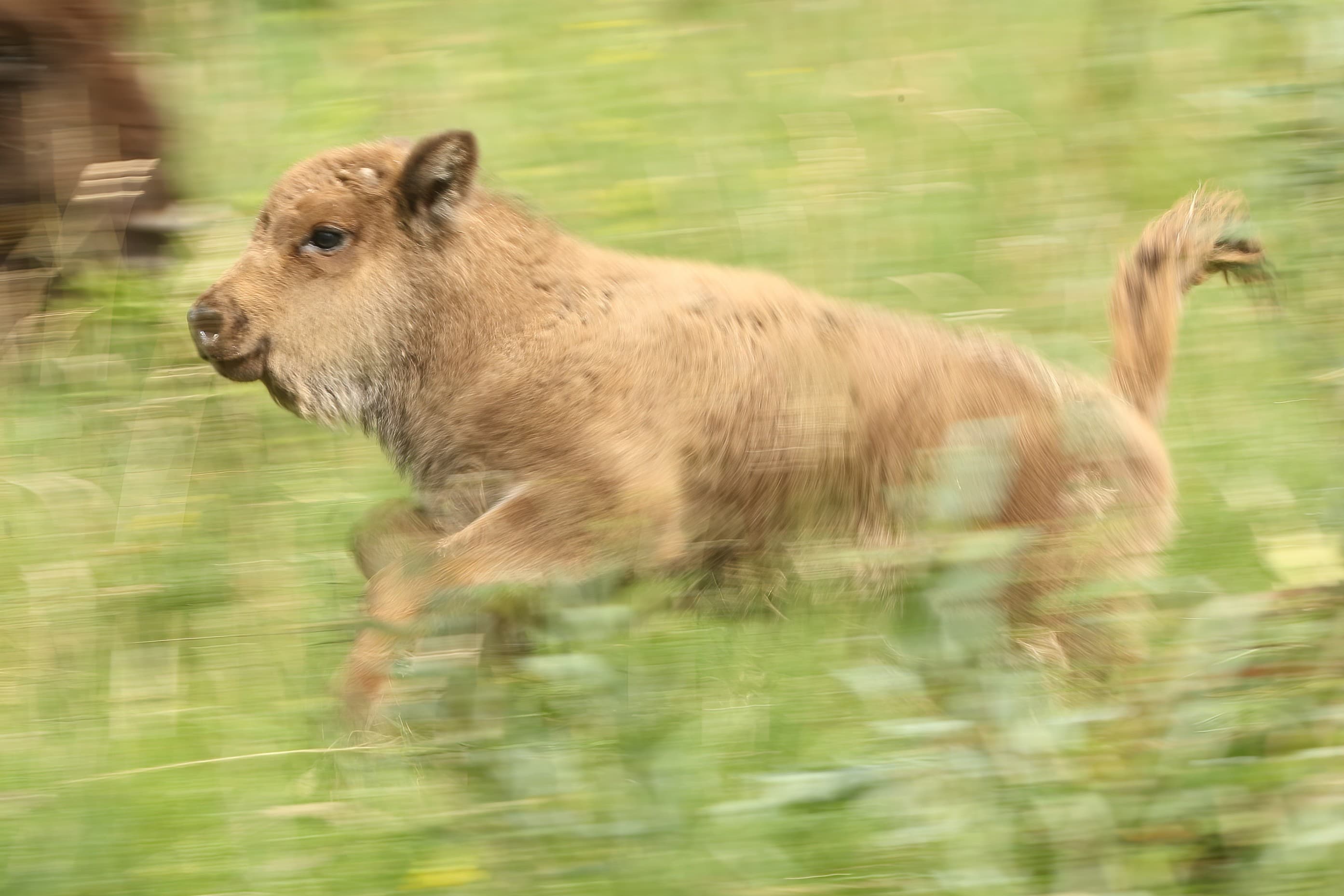 Junges Wisent im Wildnispark Zürich.