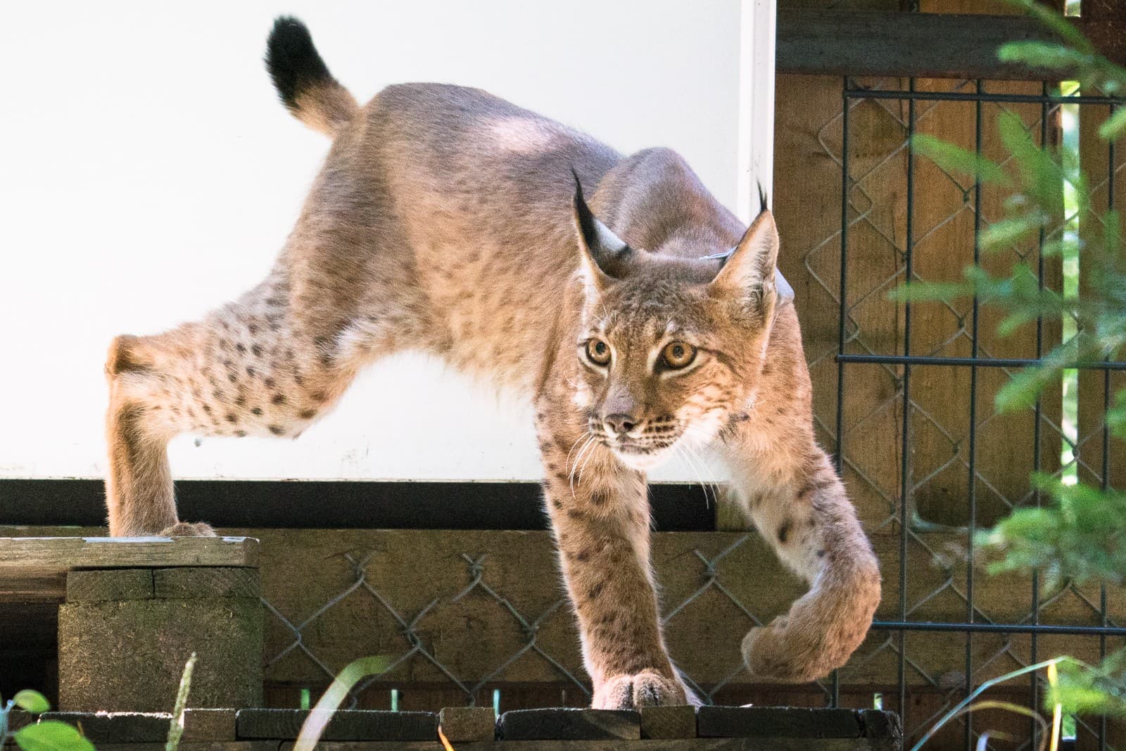 Wangari wurde im Tierpark Langenberg geboren und lebt seit dieser Woche in Thüringen in freier Wildbahn.