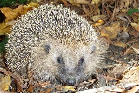 Die Zahl der Igel ist in Westeuropa stark zurückgegangen.